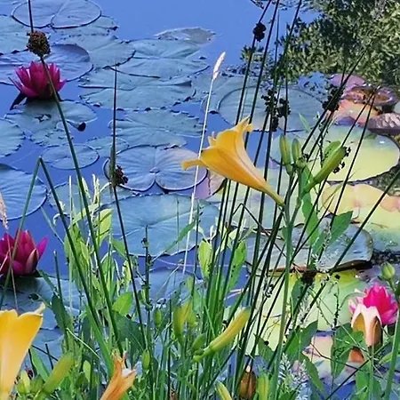 Noe Barkaja Vendeghaz